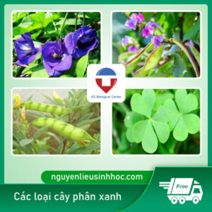 Cách ủ phân xanh bón cây tại nhà hiệu quả, dễ thực hiện