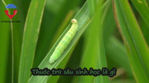 Thuốc trừ sâu sinh học là gì? các loại thuốc trừ sâu sinh học tốt