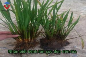 Bệnh lùn sọc đen trên lúa cách nhận biết và phòng trừ