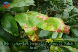 Trị bệnh mai vàng bị cháy lá dứt điểm & nguyên nhân do đâu