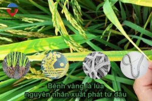 Bệnh vàng lá lúa nguyên nhân do đâu? cách phòng trị thế nào?