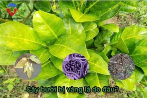 Bệnh vàng lá bưởi da xanh nguyên nhân và cách trị hiệu quả