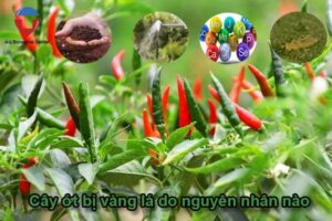 Bệnh vàng lá trên cây ớt nguyên nhân do đâu, điều trị thế nào?