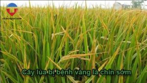 Bệnh vàng lá chín sớm cây lúa là gì? nguyên nhân & cách trị