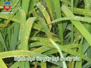 Bệnh đạo ôn hại lúa: nguyên nhân - dấu hiệu - cách phòng trị