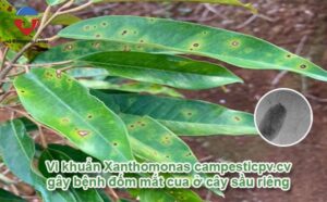 Bệnh đốm mắt cua trên cây sầu riêng phòng trị hiệu quả