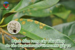 Bệnh đốm rong cây sầu riêng nguyên nhân và cách phòng trừ