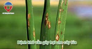Bệnh khô vằn hại lúa - Nguyên nhân và cách phòng trừ hiệu quả
