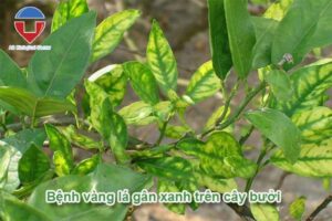 Bệnh vàng lá gân xanh trên cây bưởi cách nhân biết và phòng trừ