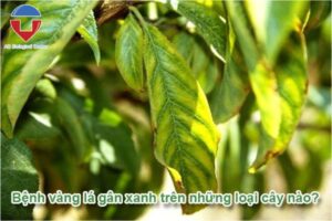 Bệnh vàng lá gân xanh trên cây có múi và cách phòng trị
