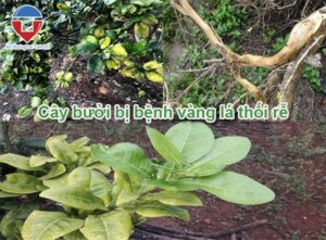 Cây bưởi bị thối rễ nguyên nhân do đâu và cách khắc phục