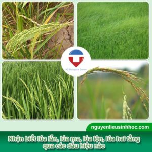 Xử lý lúa lẫn, lúa 2 tầng, lúa lộn hiệu quả và tiết kiệm