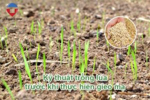 Kỹ thuật trồng lúa và cách chăm sóc giúp đạt năng suất cao
