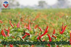 Kỹ thuật trồng ớt và cách chăm sóc cho ra trái xum xuê