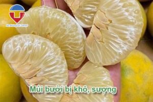 Bưởi bị khô múi, sượng múi: Nguyên nhân và cách khắc phục