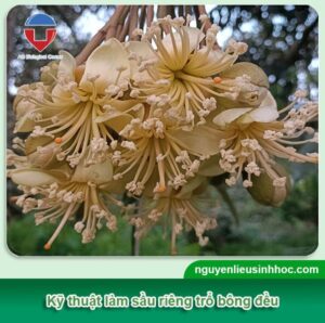 Kỹ thuật làm bông sầu riêng hiệu quả, tăng tỷ lệ đậu trái