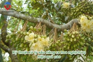 Kỹ thuật xử lý ra hoa sầu riêng nghịch vụ hiệu quả, an toàn