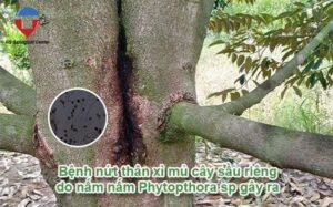 Trị bệnh xì mủ trên cây sầu riêng hiệu quả nhanh chóng