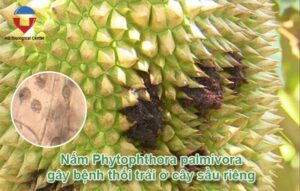 Bệnh thối trái cây sầu riêng nguyên nhân và cách phòng trị