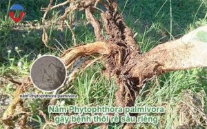 Bệnh thối rễ sầu riêng nguyên nhân và cách phòng trị