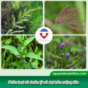 Biện pháp quản lý cỏ dại trên ruộng lúa hiệu quả, dứt điểm