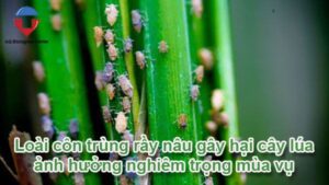 Rầy nâu hại lúa là gì? cách phòng trừ hiệu quả, tiết kiệm