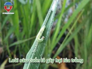 Sâu cuốn lá hại lúa và biện pháp phòng trừ hiệu quả