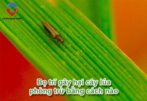 Bọ trĩ hại lúa và biện pháp phòng trừ hiệu quả, tiết kiệm