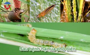 Các loại sâu bệnh hại lúa phổ biến và cách phòng trừ