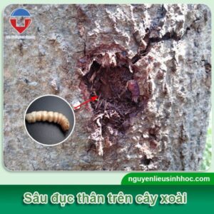 Cách trị sâu đục thân trên cây xoài hiệu quả, tiết kiệm