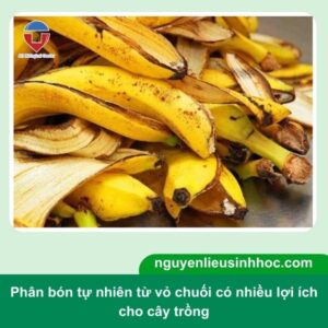 Cách làm phân bón từ vỏ chuối cho cây trồng đơn giản tại nhà