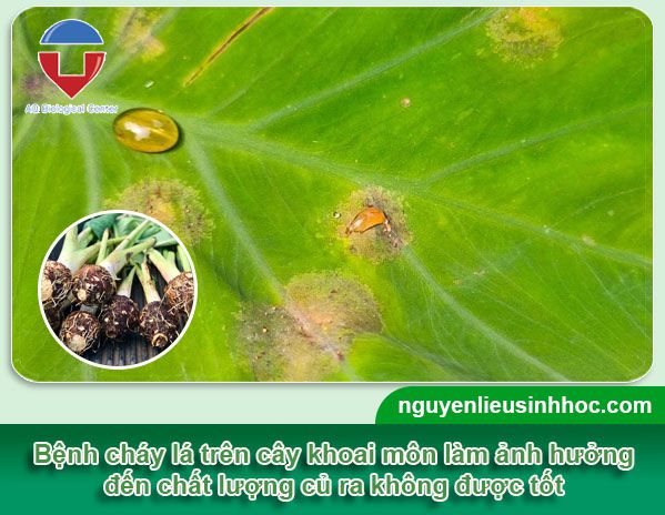 Nguyên nhân & Cách phòng trừ bệnh cháy lá khoai môn hiệu quả